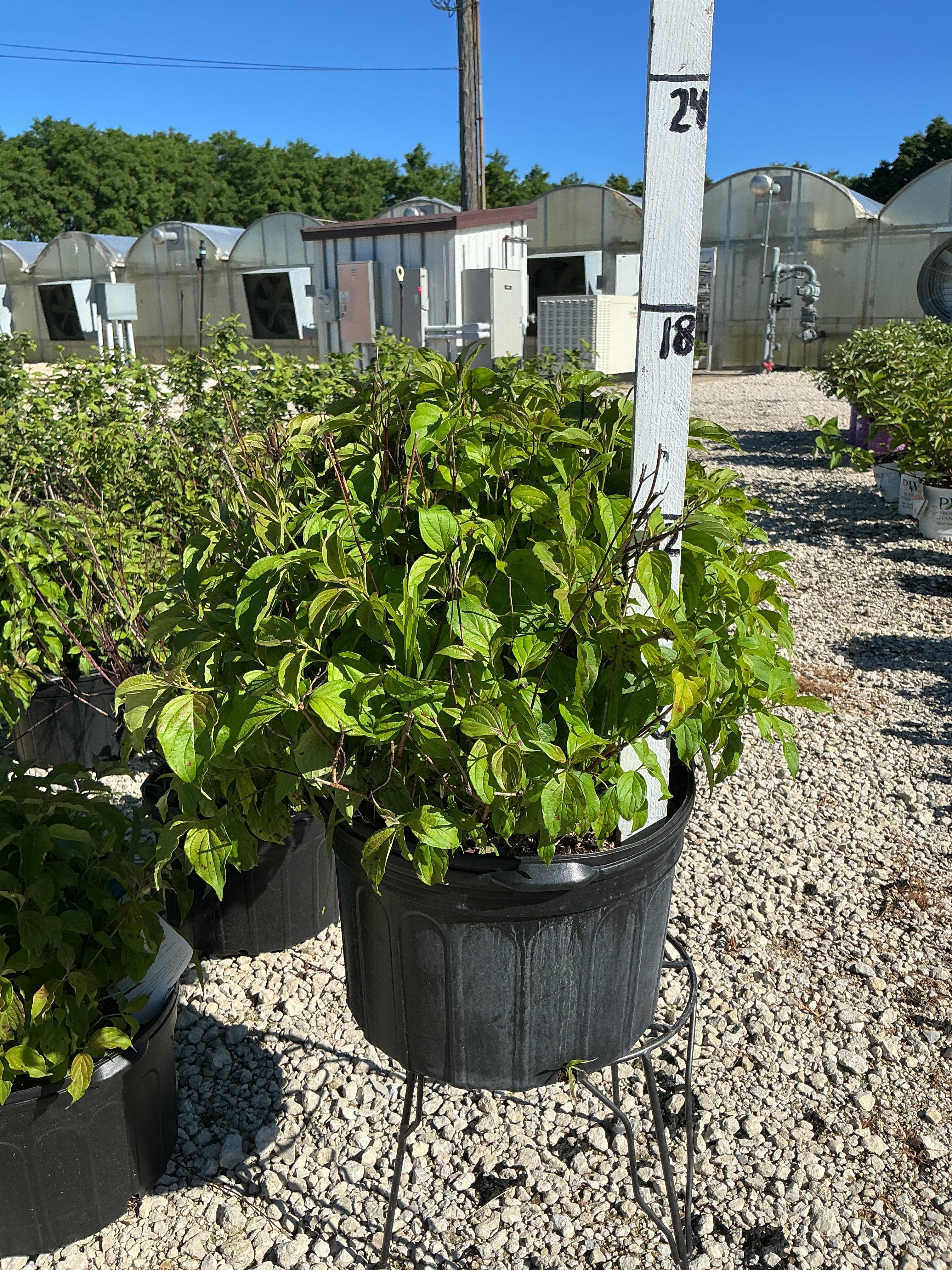 Kelsey Dogwood – Cornus stolonifera
