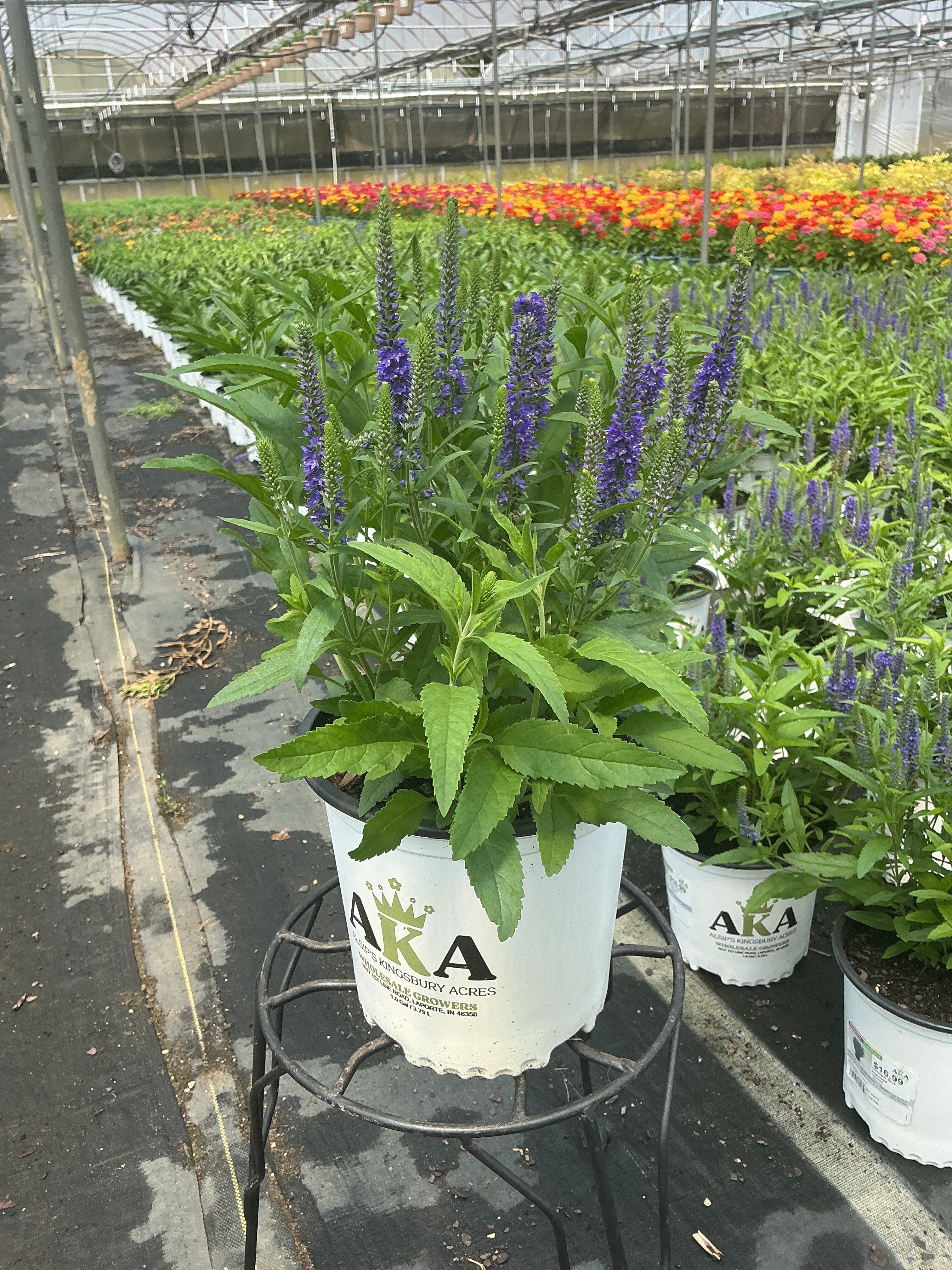 Veronica Speedwell Vernique Blue Improved