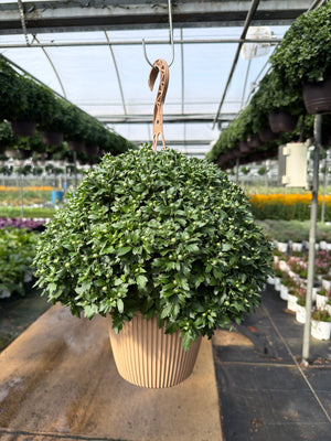 Flamingo Cranberry - 8" Garden Mum Hanging Basket (Copy)