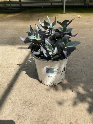 Sedum Sunsparkler Blue Ox - 6" Perennial