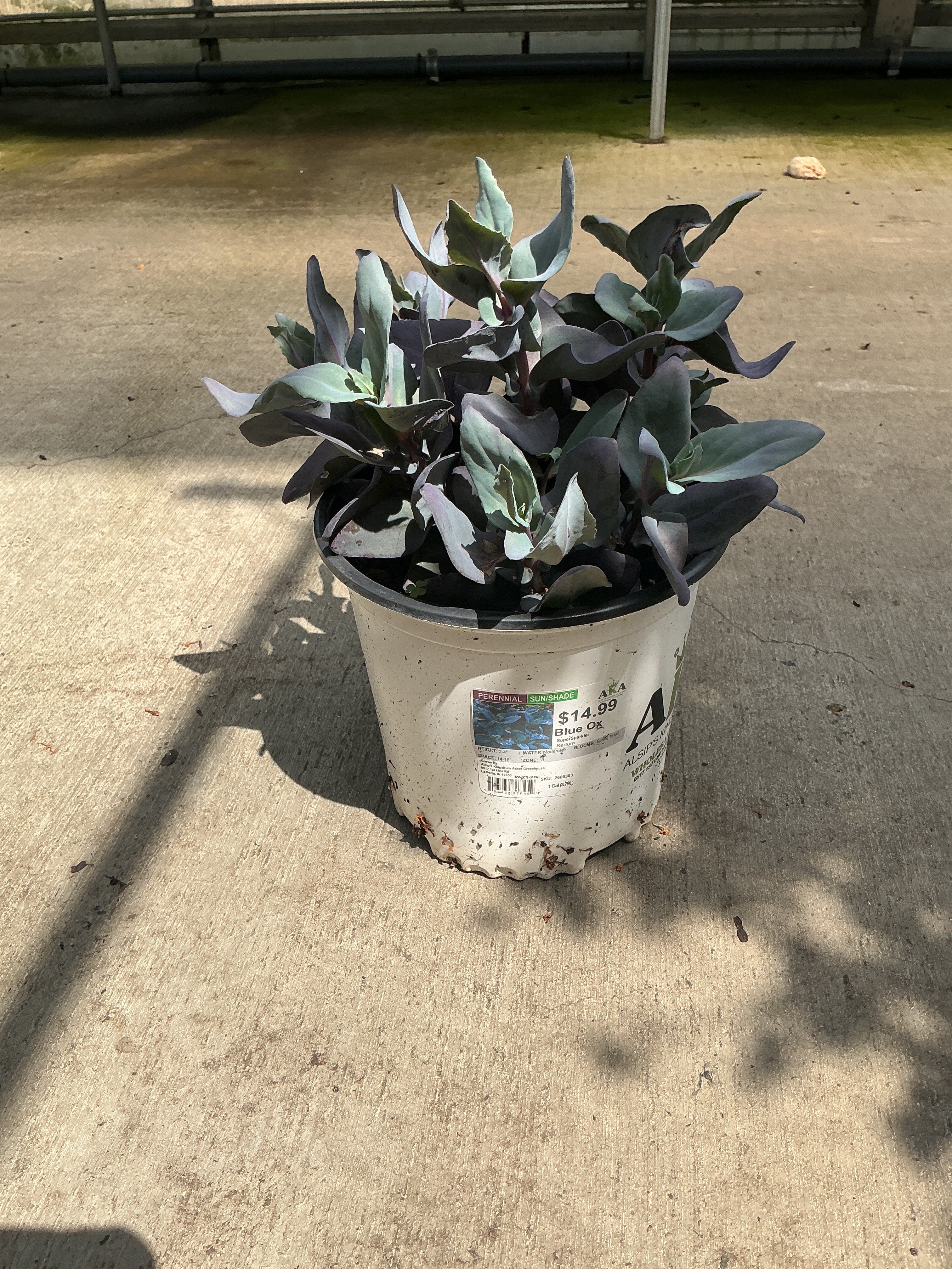Sedum Sunsparkler Blue Ox - 6" Perennial