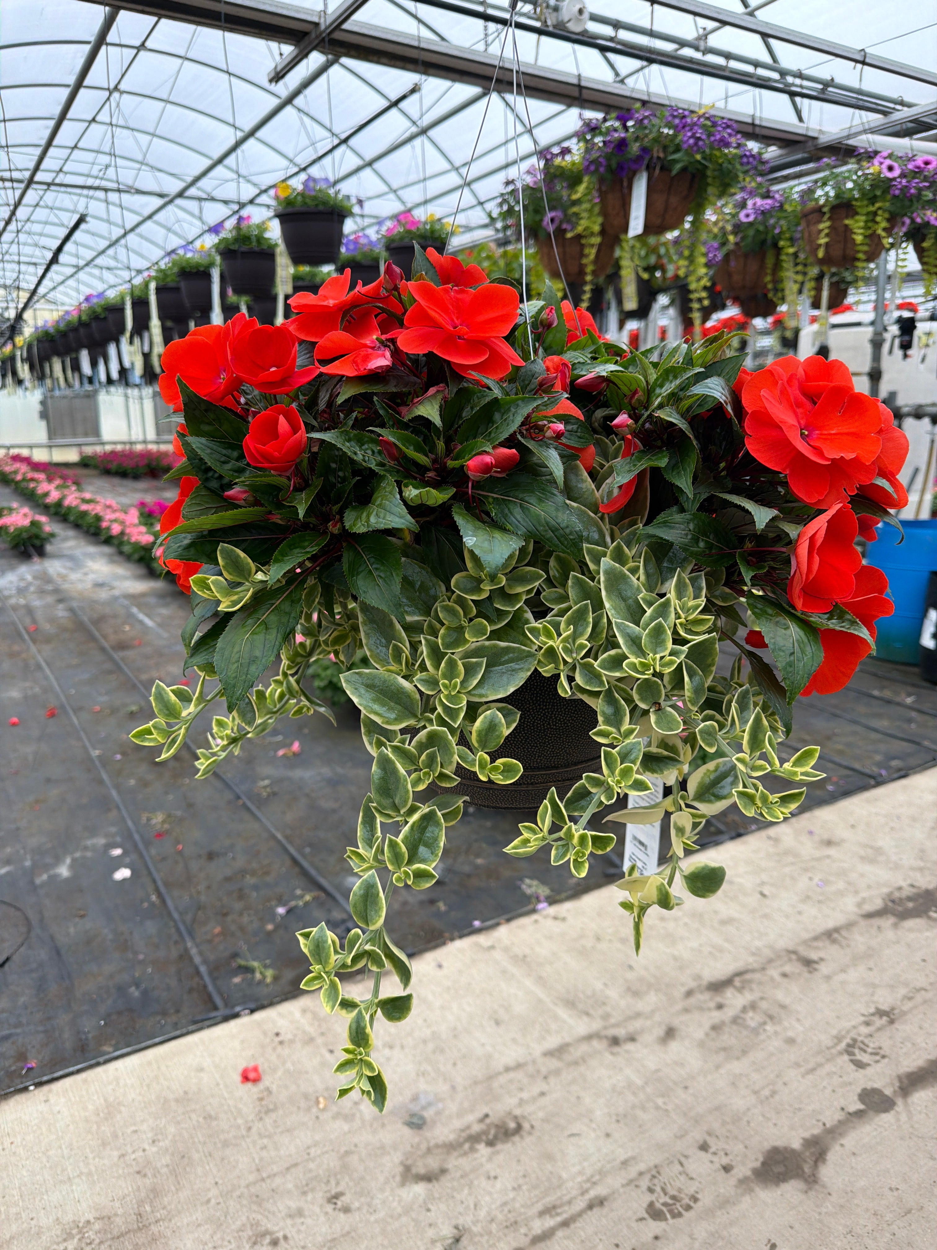 204 Great Falls - 11" Hanging Basket