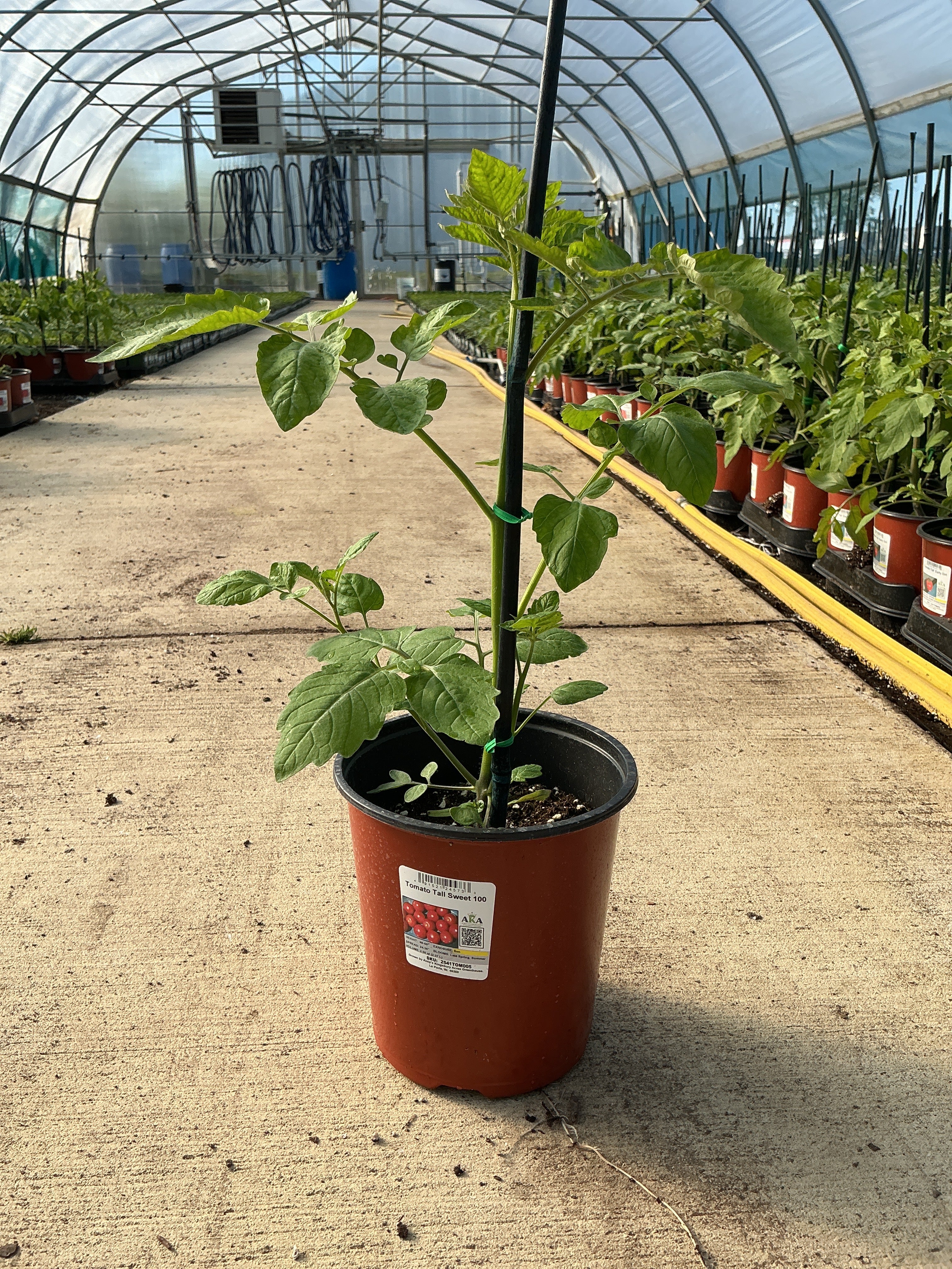 Tomato TALL Sweet 100 - 6.3" Staked Vegetables