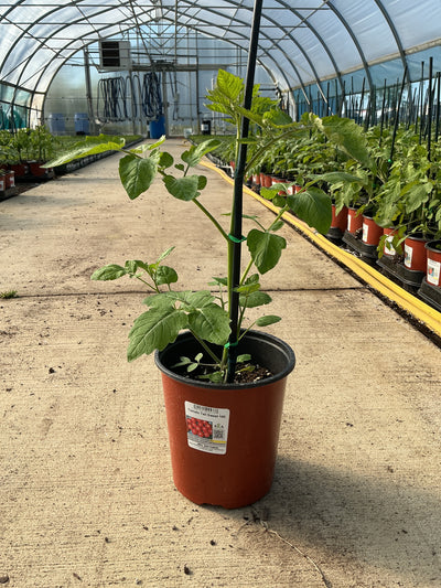 Tomato TALL Sweet 100 - 6.3" Staked Vegetables