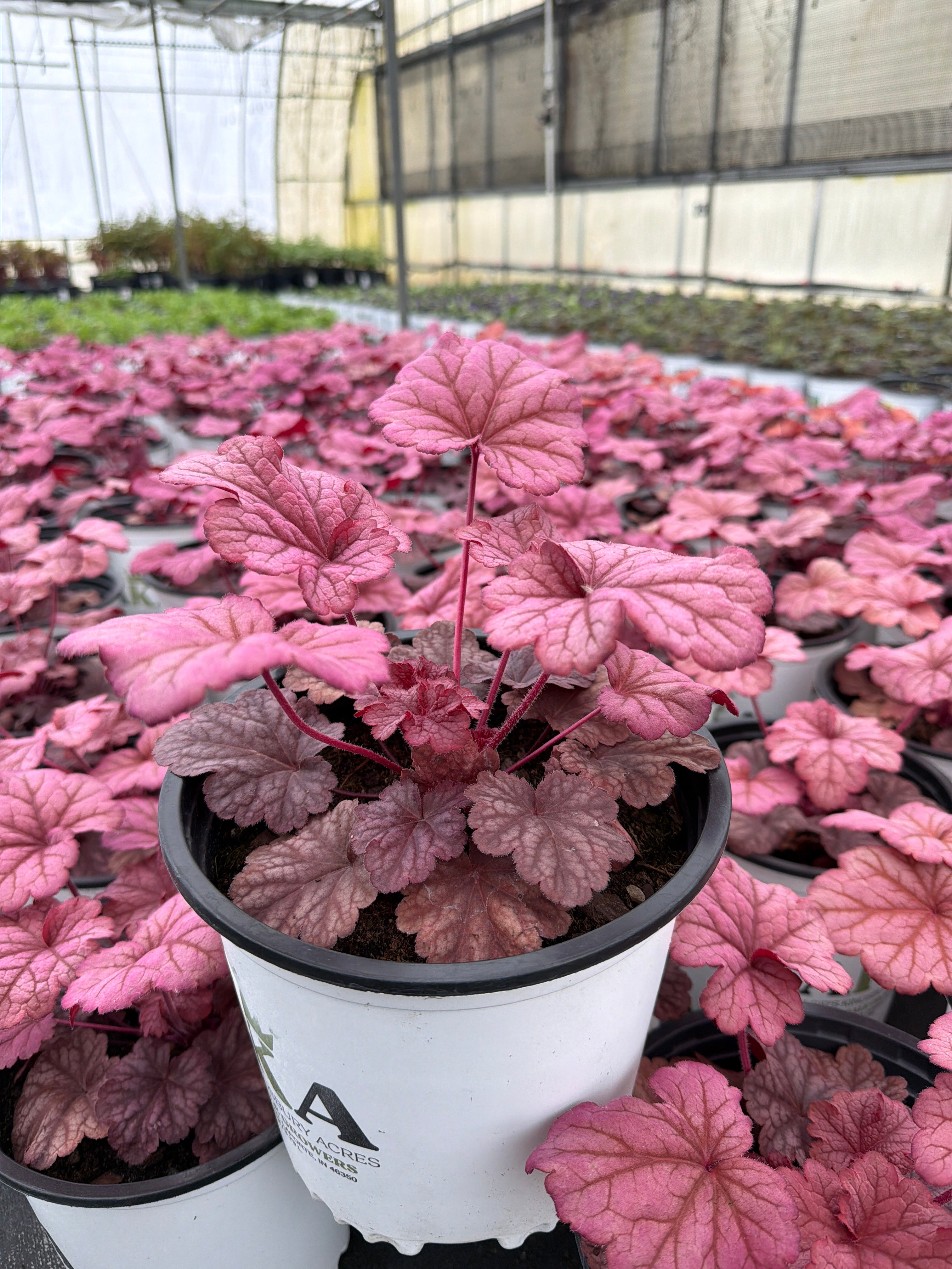 Heuchera Coral Bell Berry Smoothie