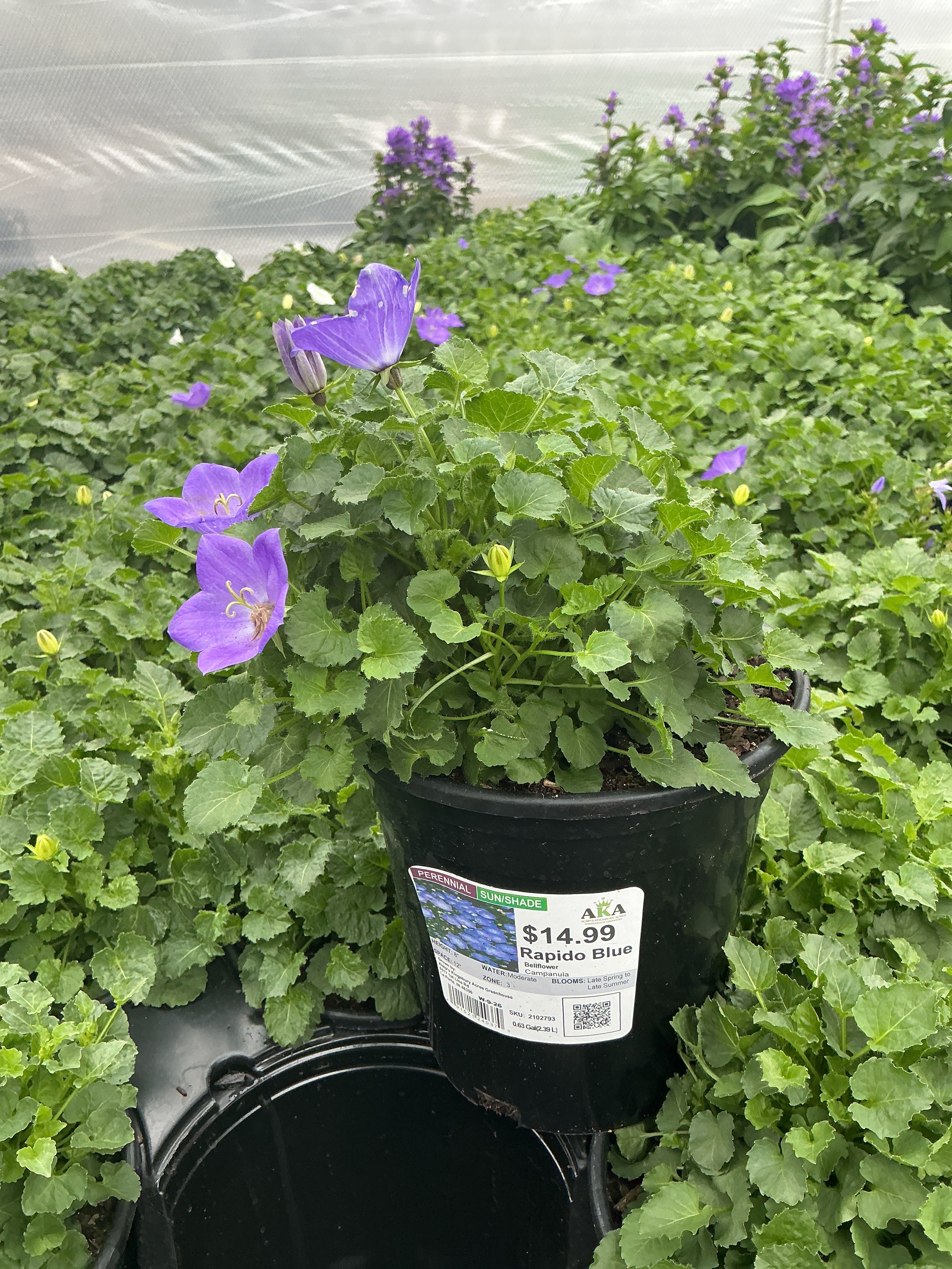 Campanula Bellflower Rapido Blue - 6" Perennial