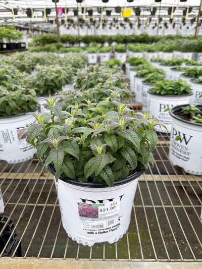 Monarda Bee Balm Leading Lady Plum
