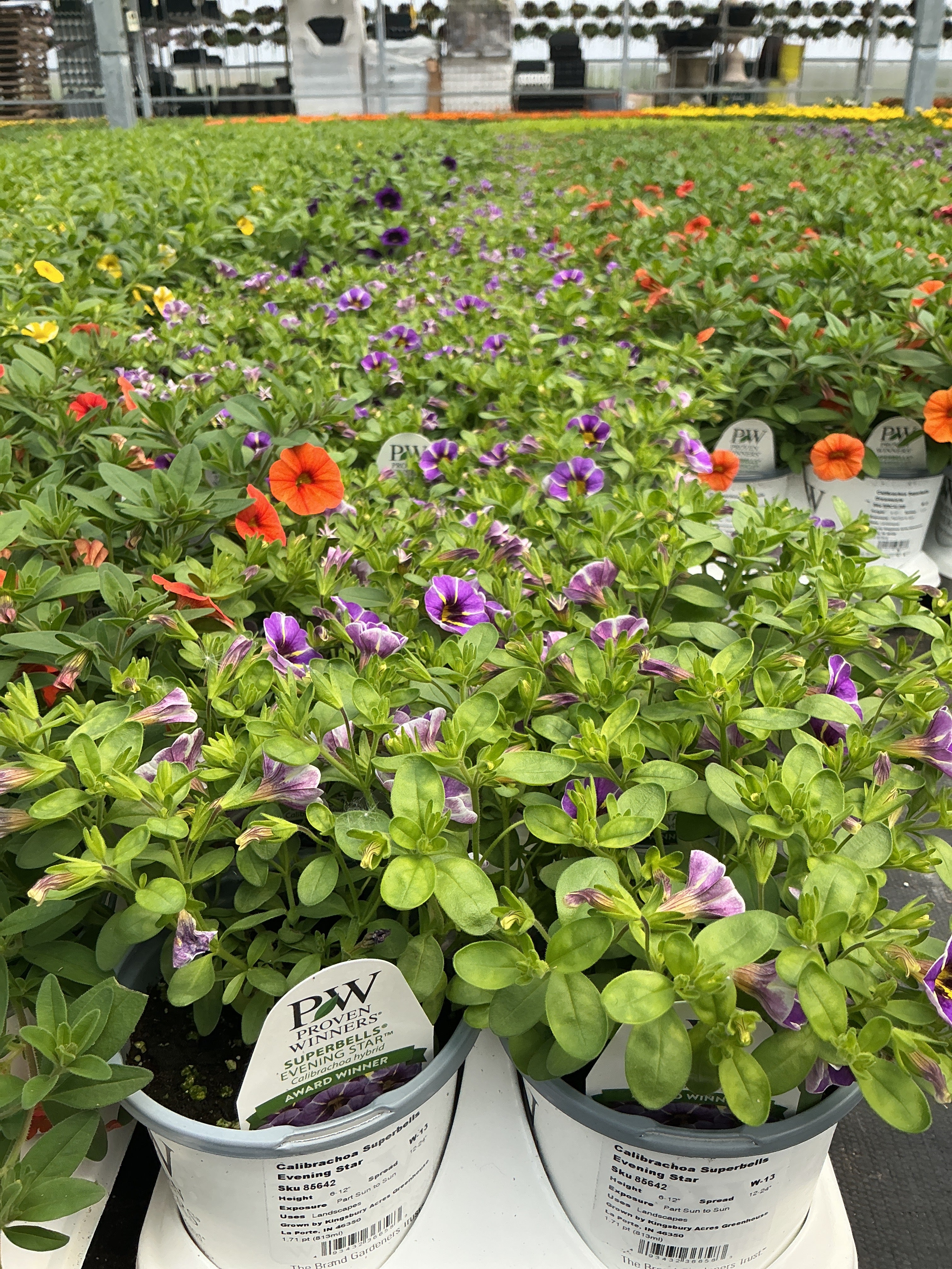 Superbells® Evening Star™ Calibrachoa hybrid - 4.25" Proven Winners Annual