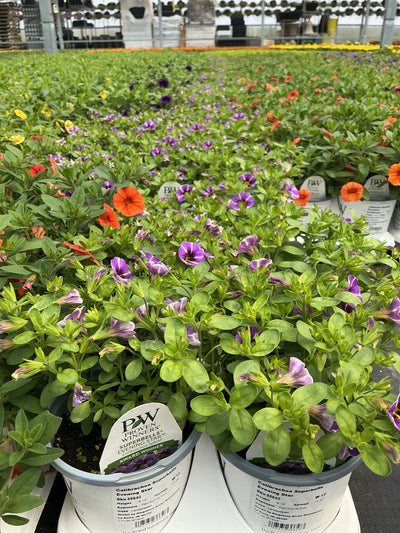 Superbells® Evening Star™ Calibrachoa hybrid - 4.25" Proven Winners Annual