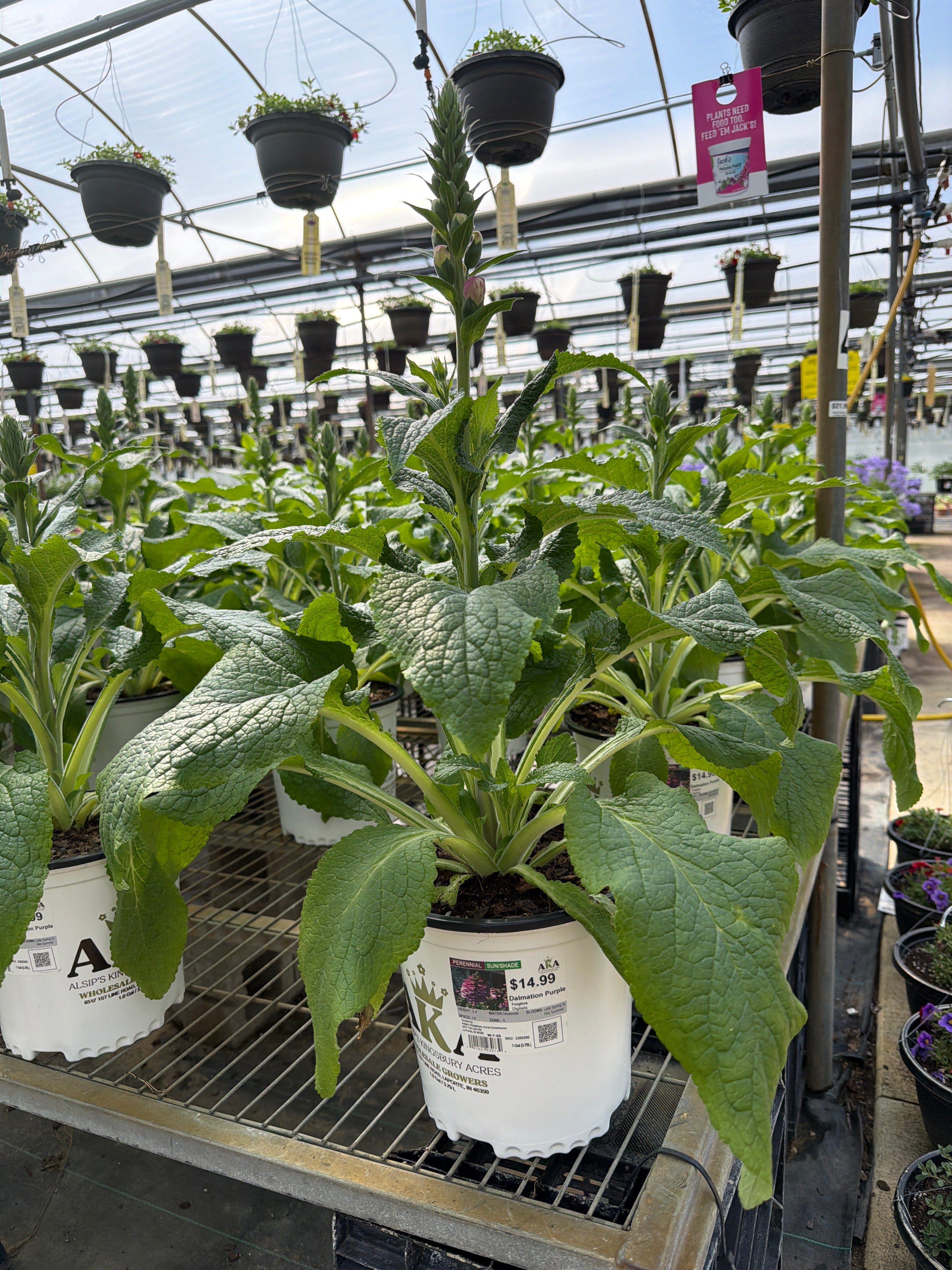 Digitalis Foxglove Dalmatian Purple