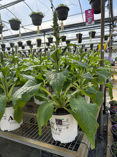 Digitalis Foxglove Dalmatian Purple