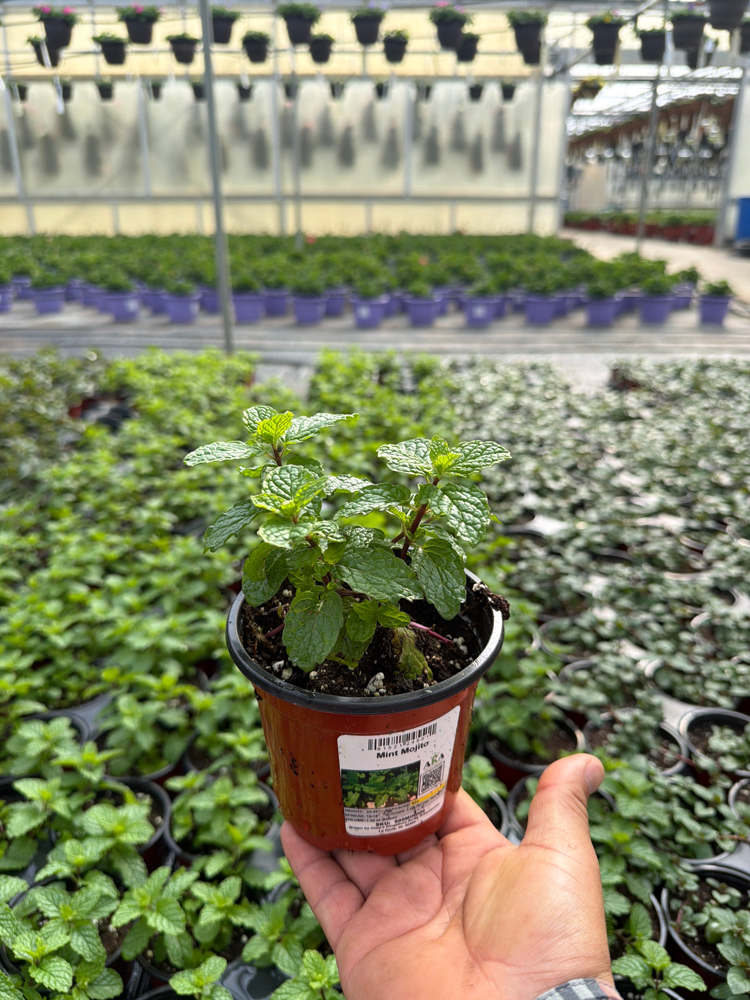 Mint Mojito - 4.33" Potted Herb