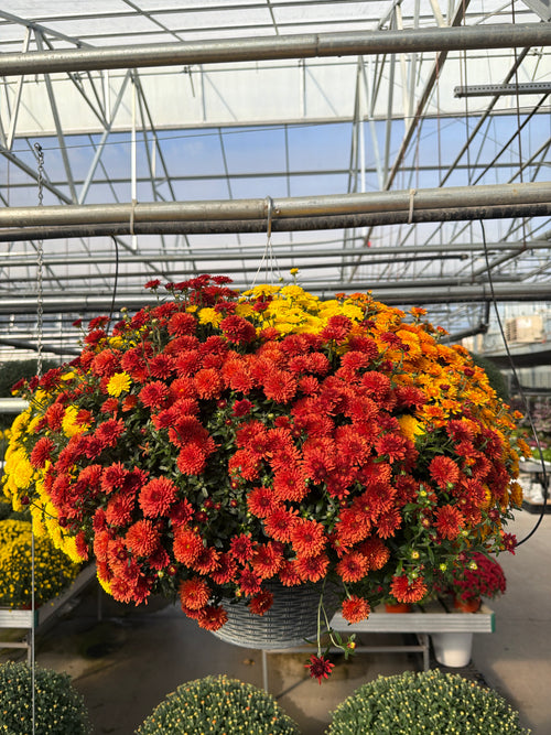 Beverly Tricolor (Mix 5) - 13" Garden Mum Hanging Basket