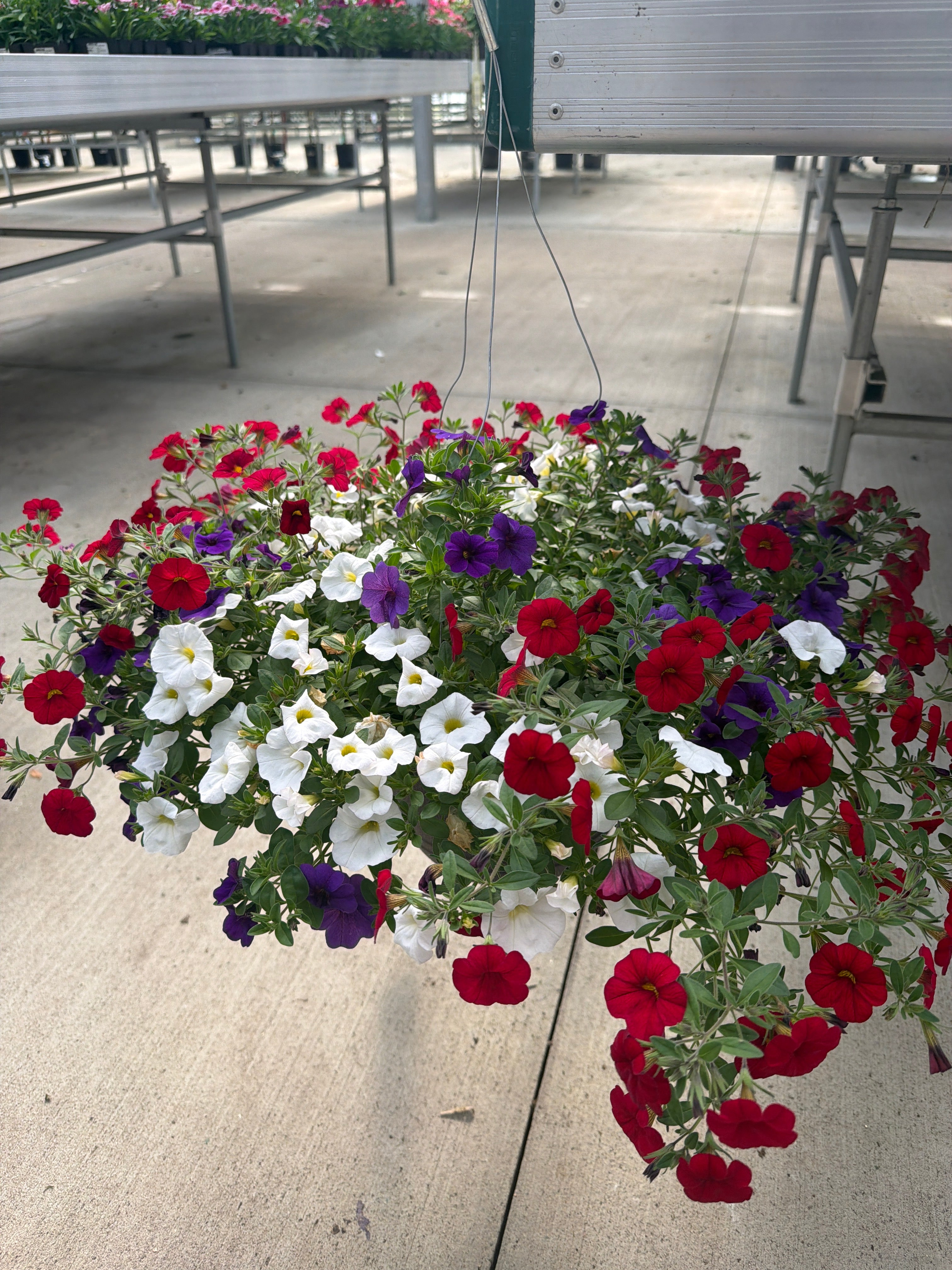 204 Calibrachoa Spirits United - 11" Hanging Basket