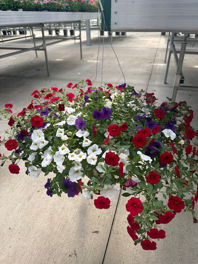 204 Calibrachoa Spirits United - 11" Hanging Basket
