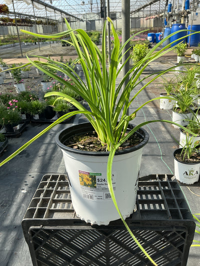 Hemerocallis Daylily Stella Supreme