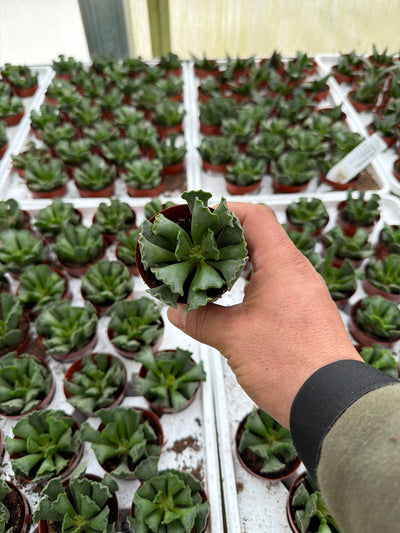 Adromischus cristatus - 2.5" Succulent