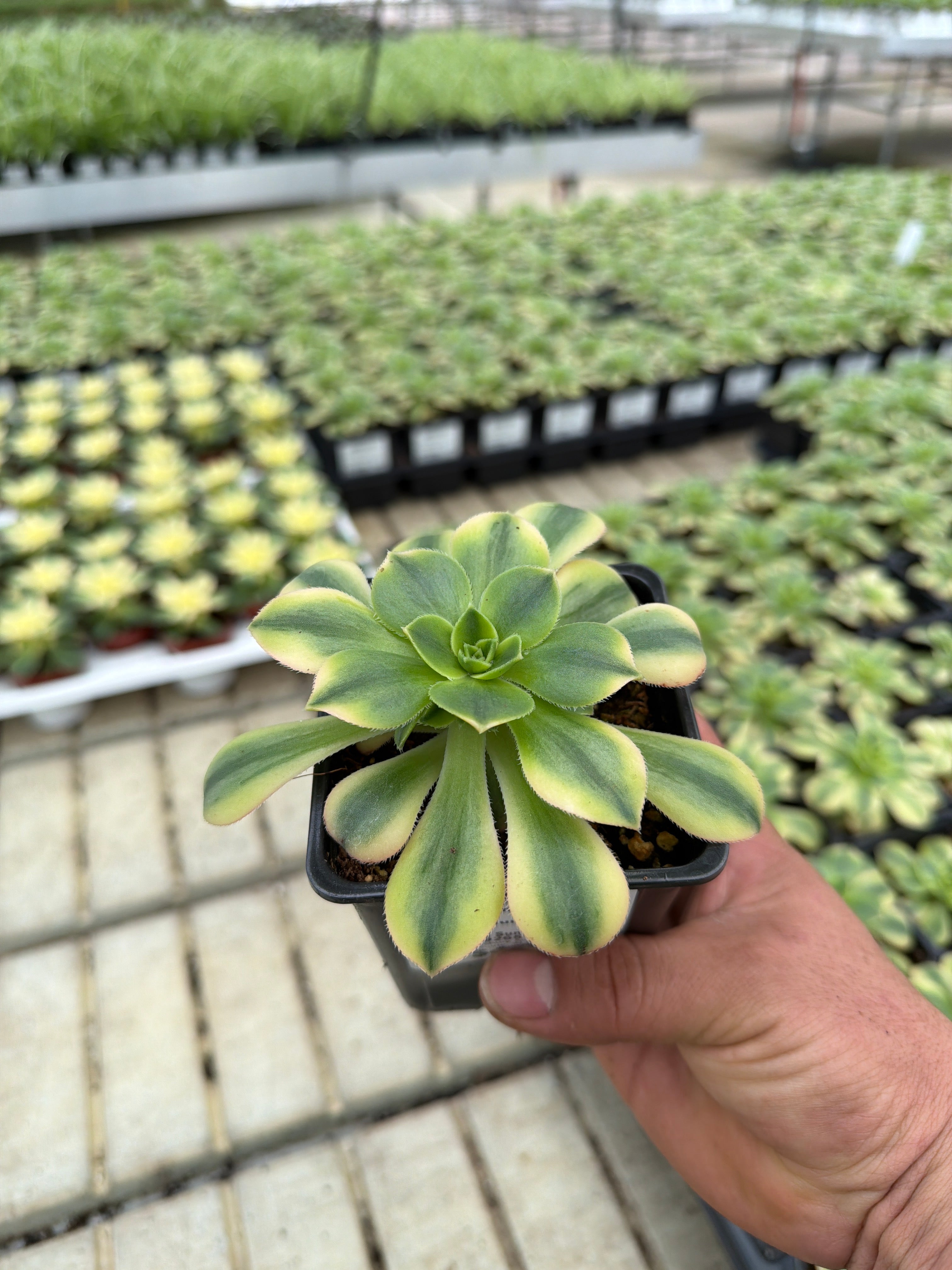 Aeonium Sunburst - 4" Succulents