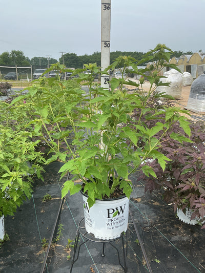 Hibiscus Rose Mallow Summerific Lilac Crush