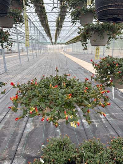 Purslane RioGrande Orange - 11" Hanging Basket