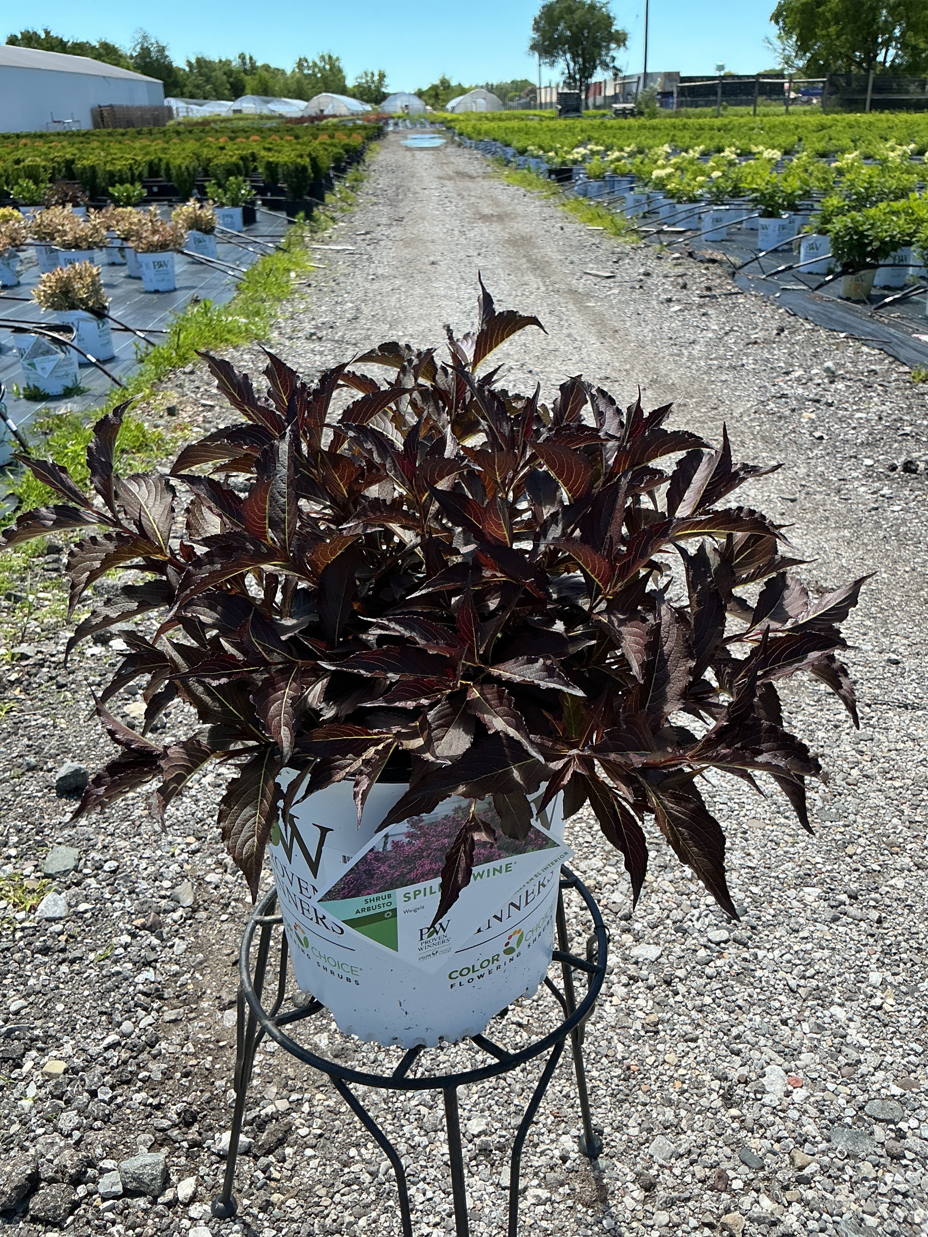 Weigela Spilled Wine
