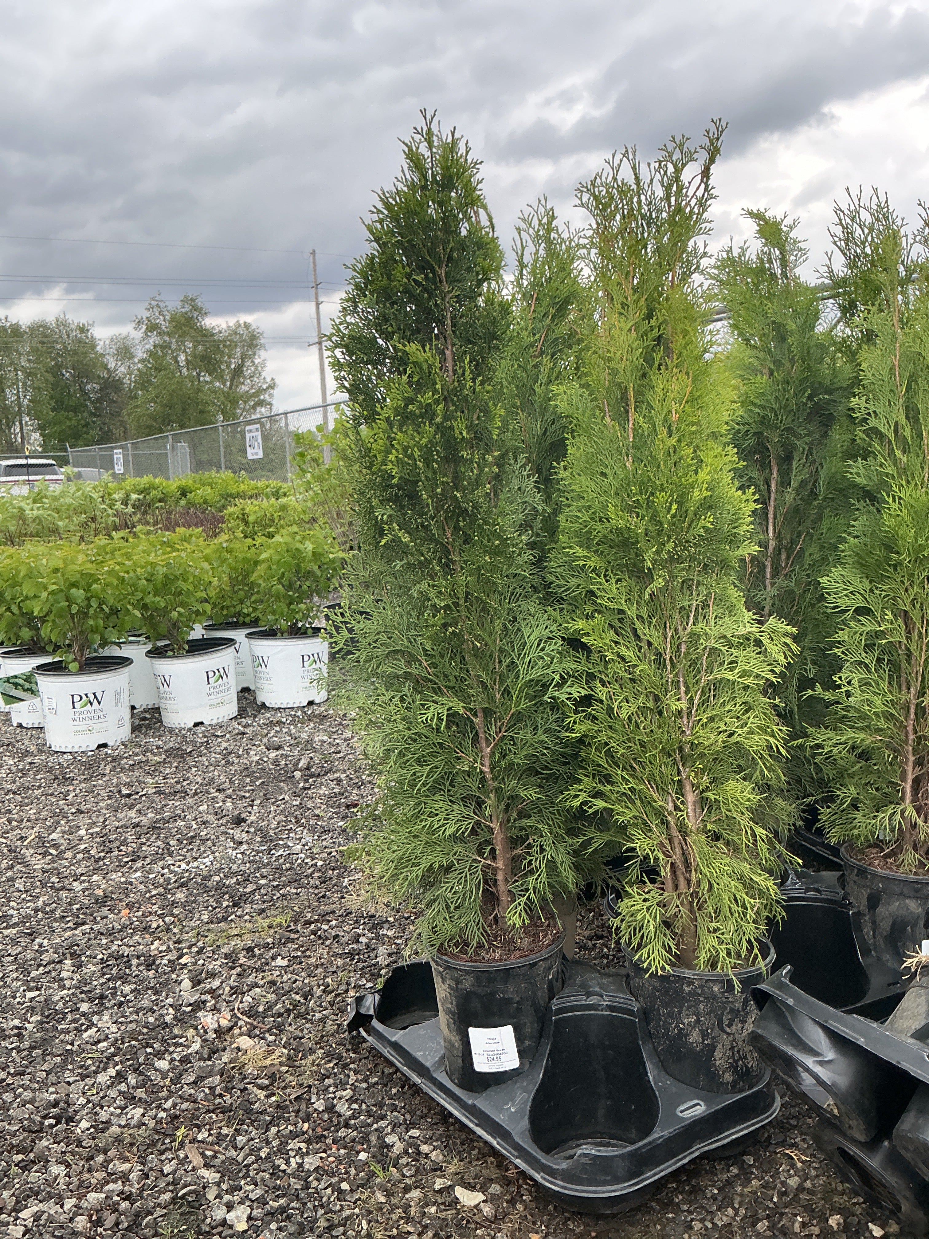 Arborvitae Emerald Green