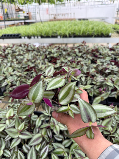 Tradescantia zebrina - 8" Hanging Basket