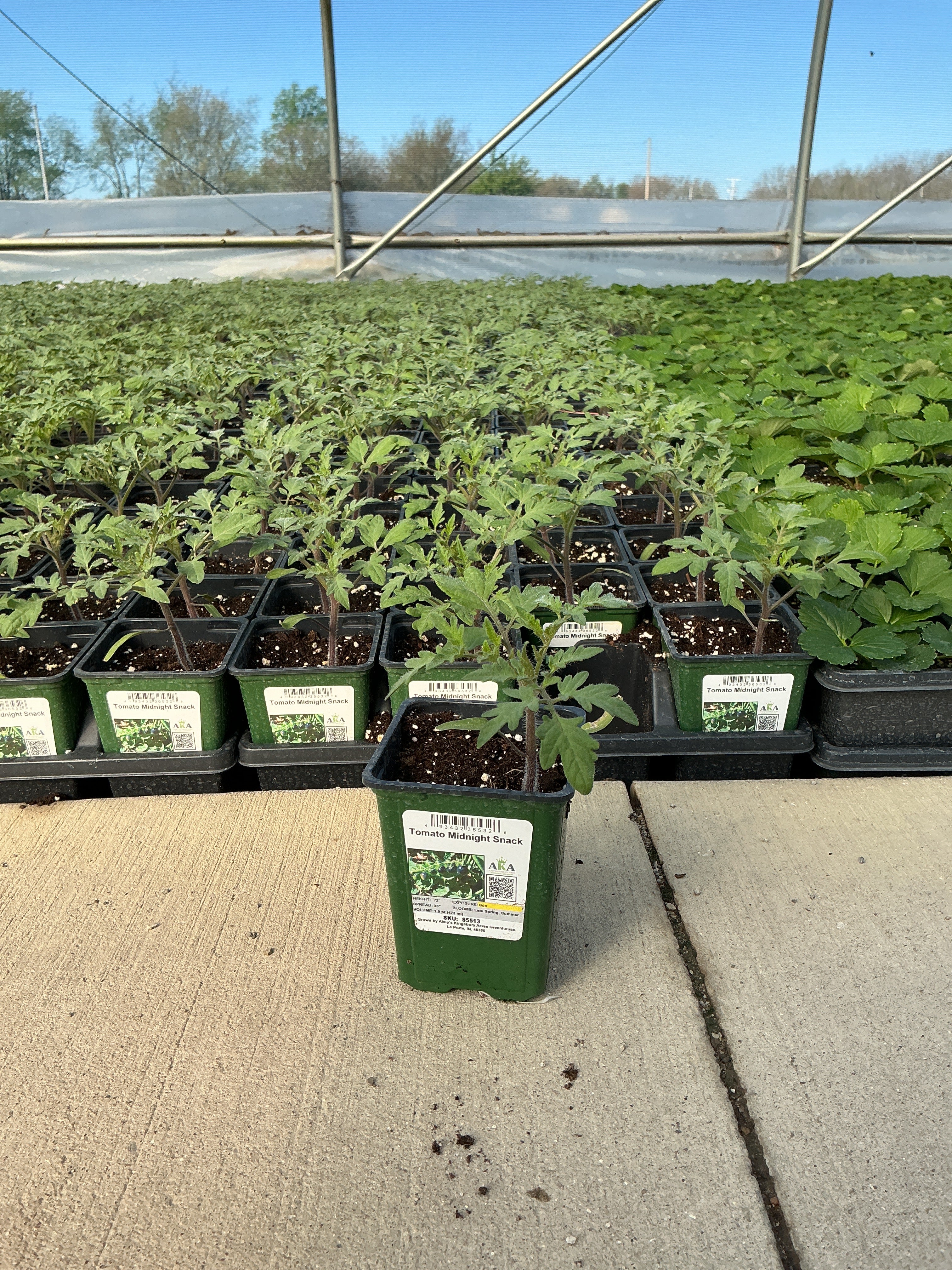 Tomato Midnight Snack - 4" Potted Vegetable