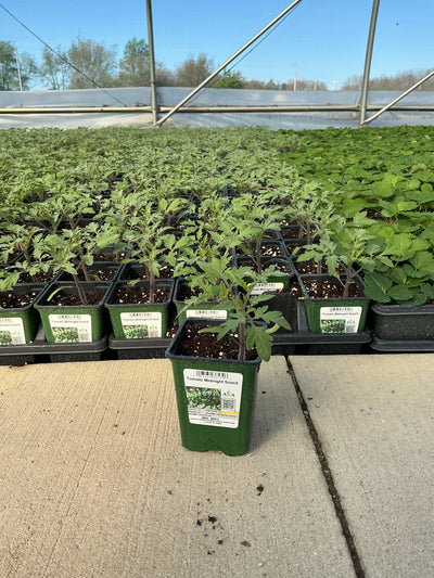 Tomato Midnight Snack - 4" Potted Vegetable