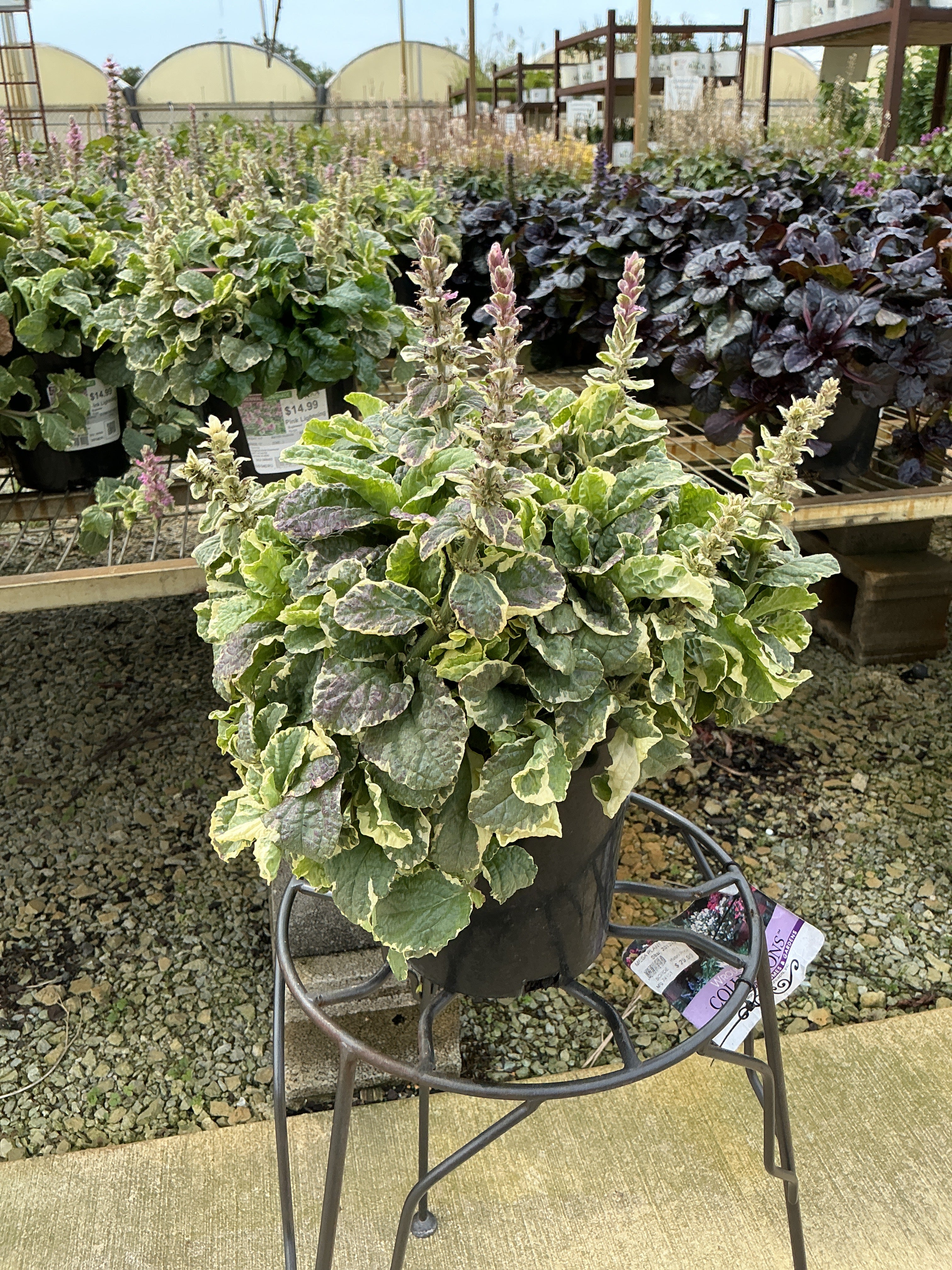 Ajuga Bugleweed Pink Lightning - 6" Perennial