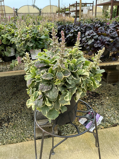 Ajuga Bugleweed Pink Lightning - 6" Perennial