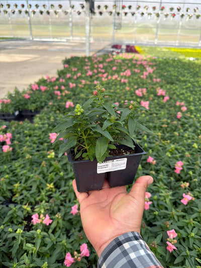 Snapdragon Snapshot Mix - 4 Pack Annual