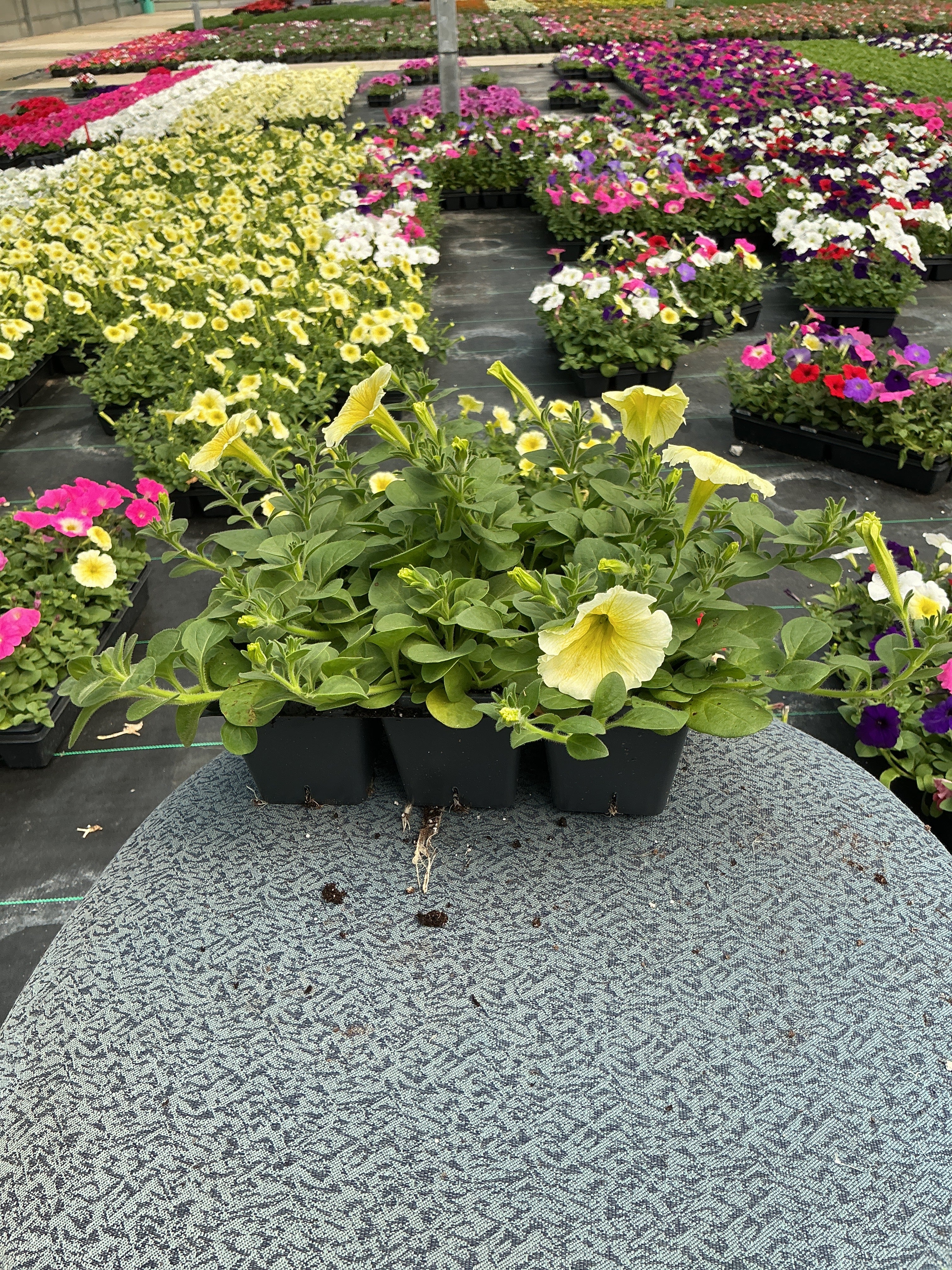 Petunia Easy Wave Yellow - 6 Pack Annual