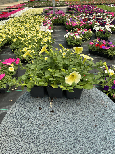 Petunia Easy Wave Yellow - 6 Pack Annual