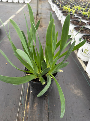 Allium Bubble Bath