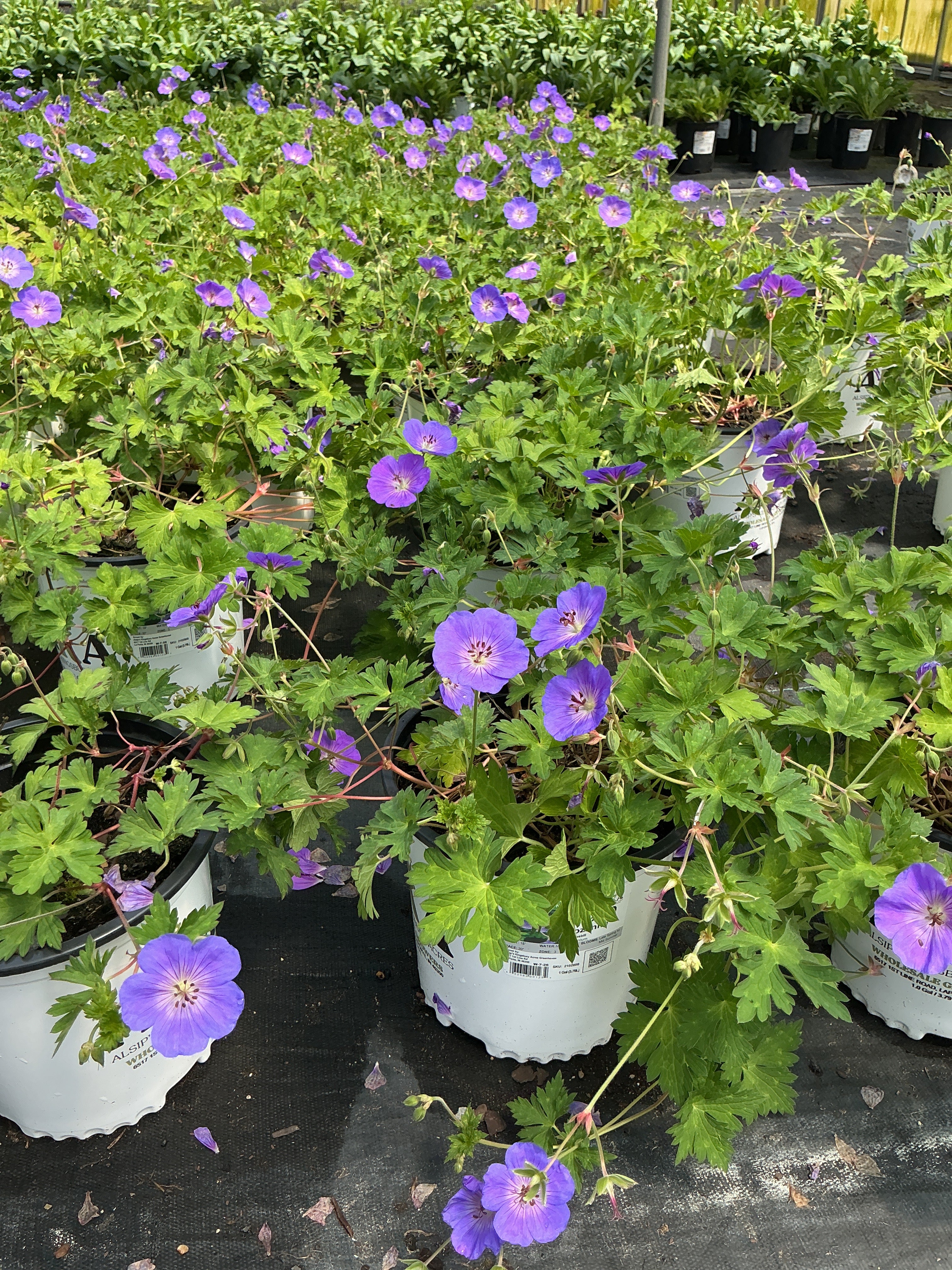 Geranium Cranesbill Rozanne