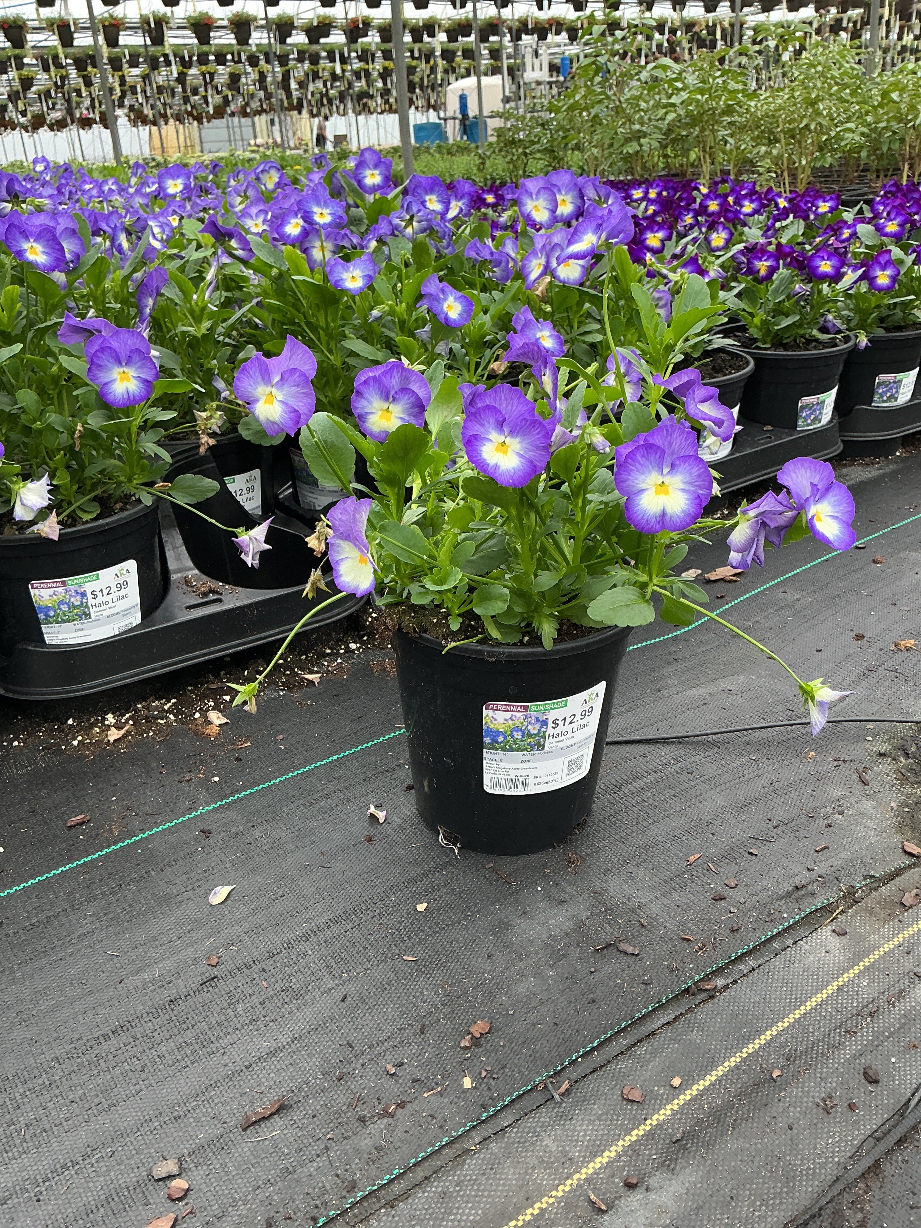 Viola Common Violet Halo Lilac - 6" Perennial