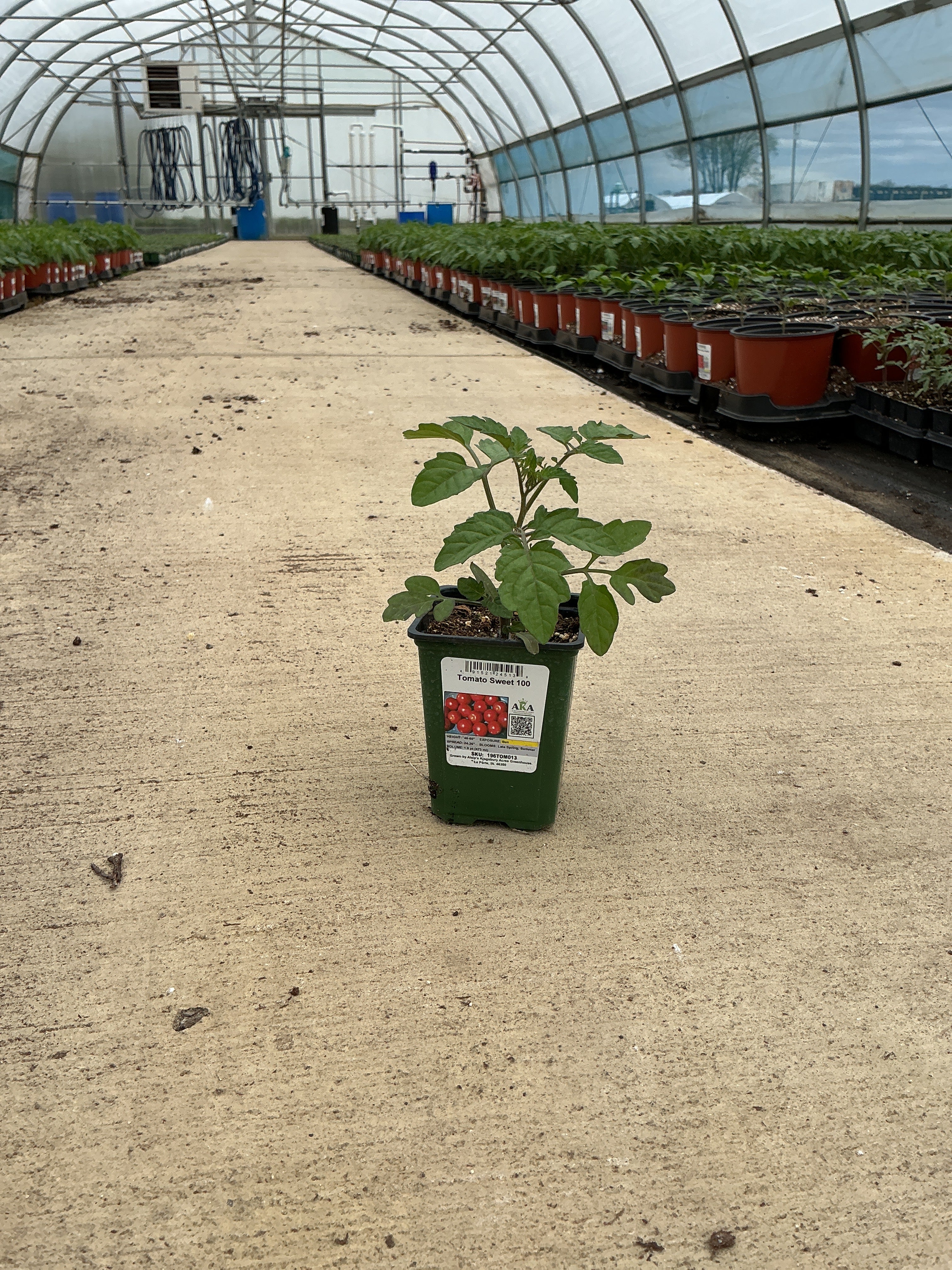 Tomato Sweet 100 - 4" Potted Vegetable
