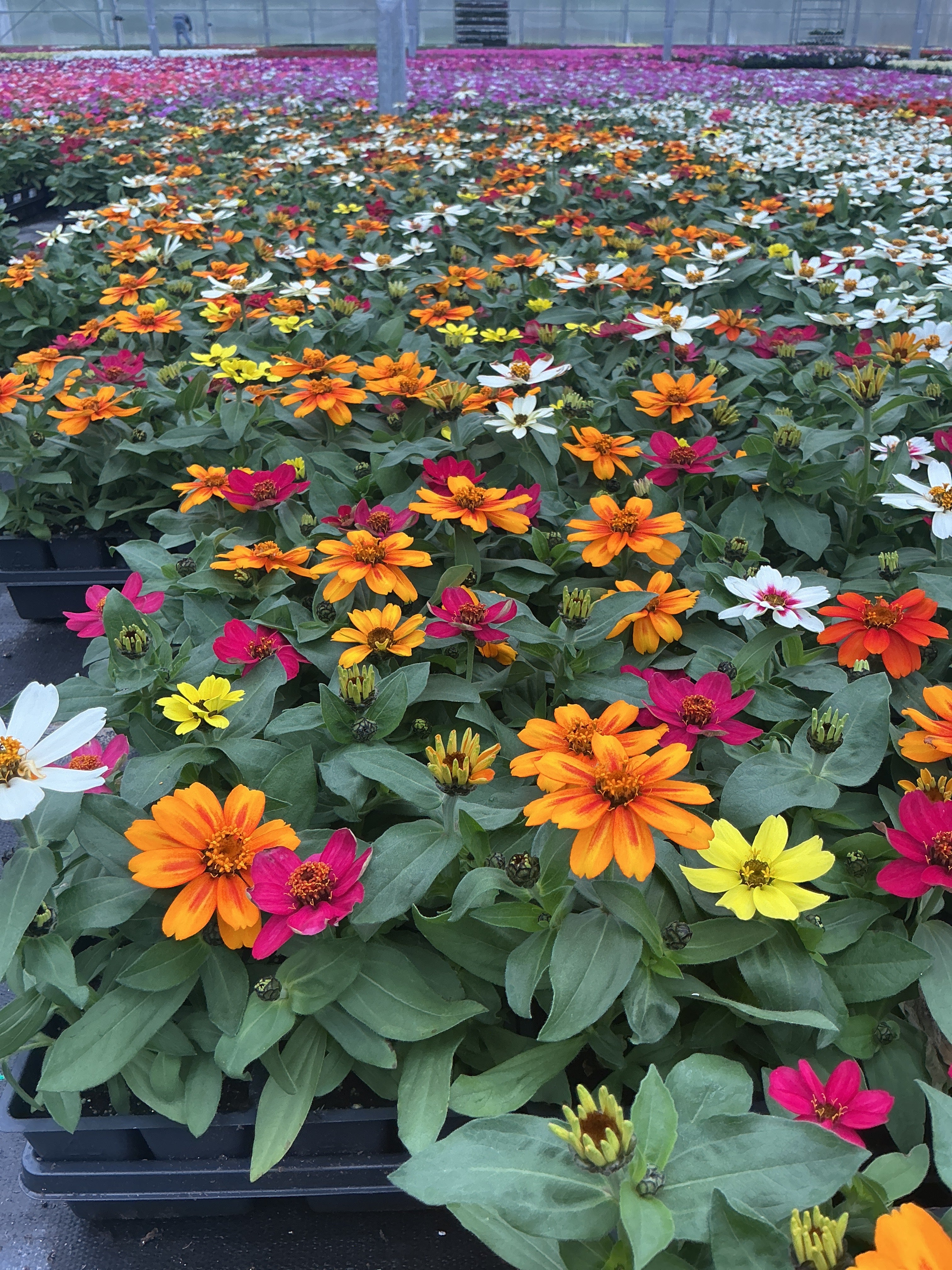 Zinnia Zahara Mix - 4 Pack Annual