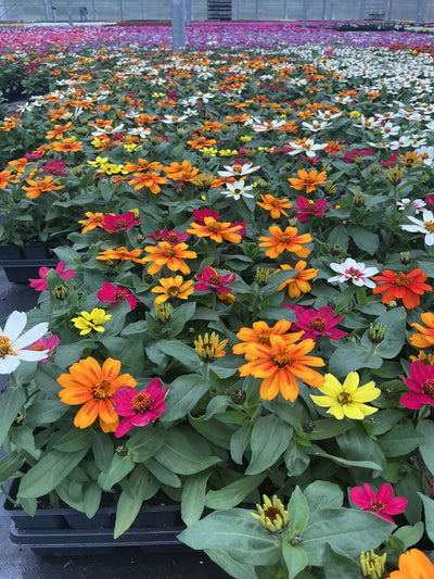 Zinnia Zahara Mix - 4 Pack Annual
