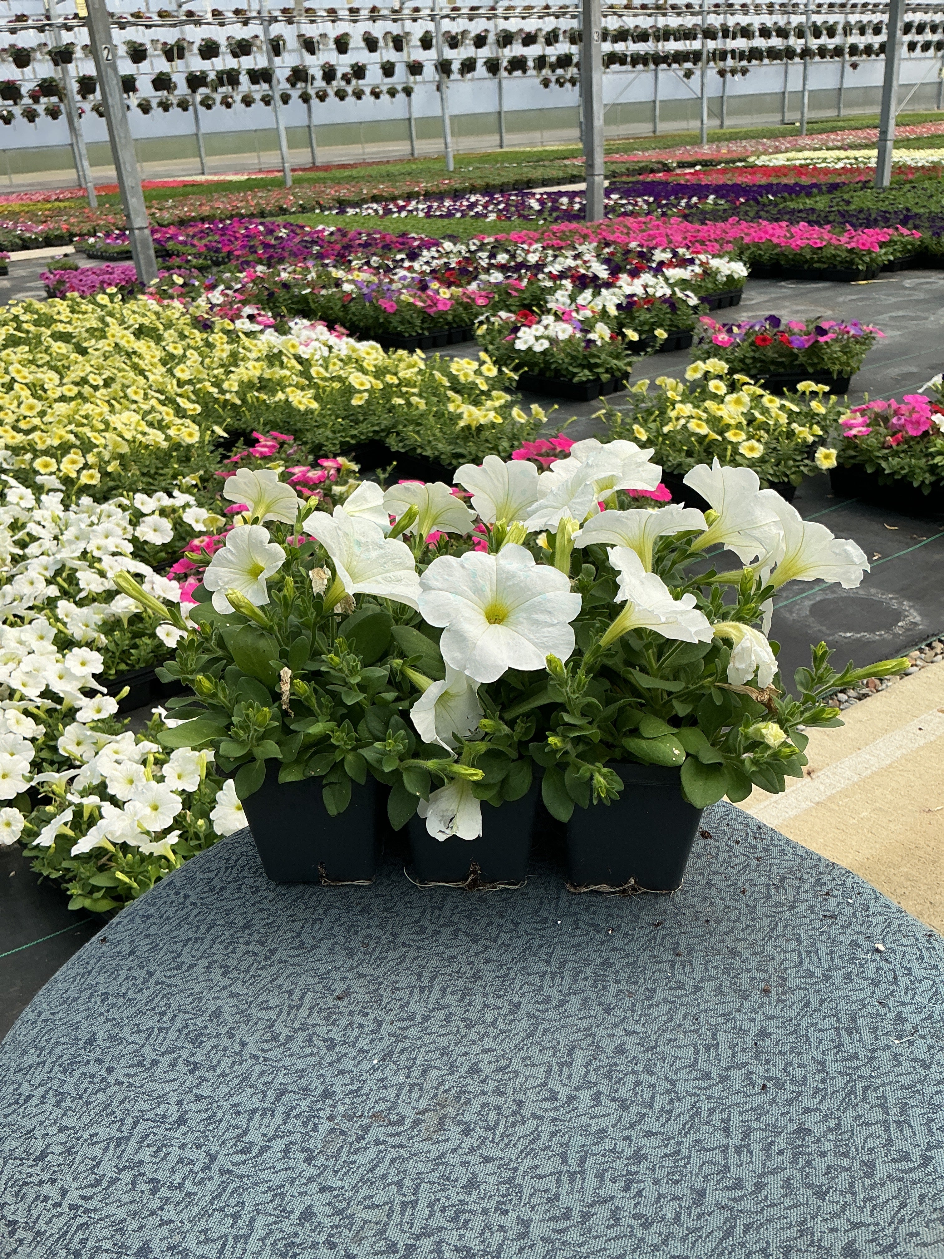 Petunia Easy Wave White - 6 Pack Annual