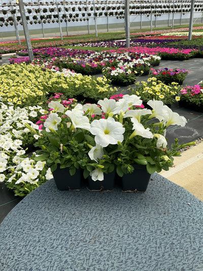 Petunia Easy Wave White - 6 Pack Annual