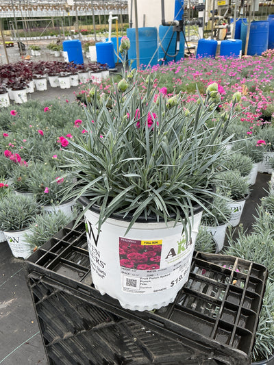 Dianthus Pinks Fruit Punch Spiked Punch - 6" Perennial