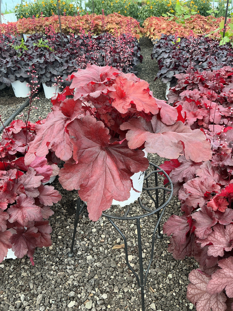 Heuchera Coral Bell Forever Red