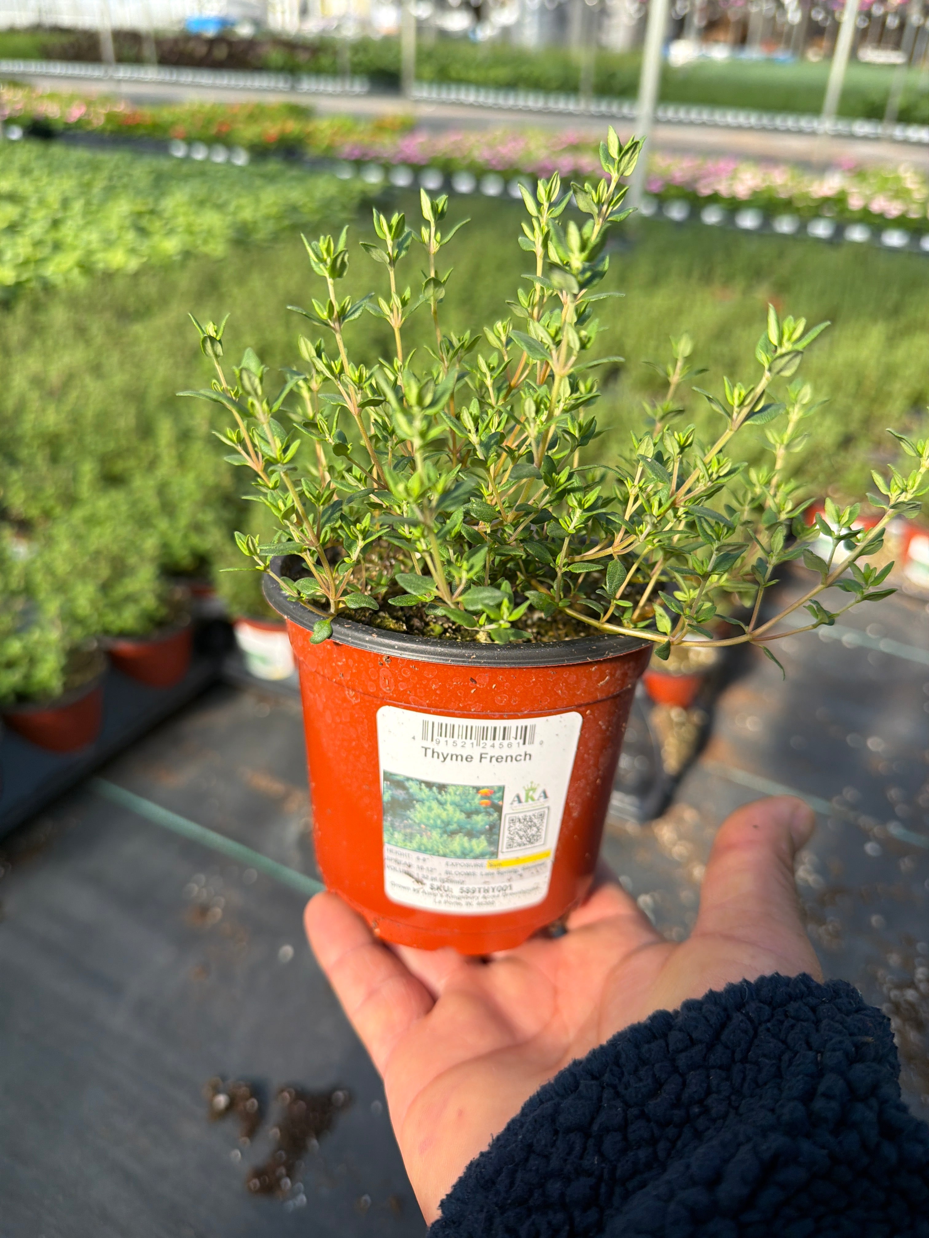 Thyme French - 4.33" Potted Herb