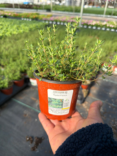 Thyme French - 4.33" Potted Herb