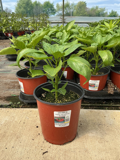 Pepper TALL California Wonderful - 6.3" Staked Vegetables