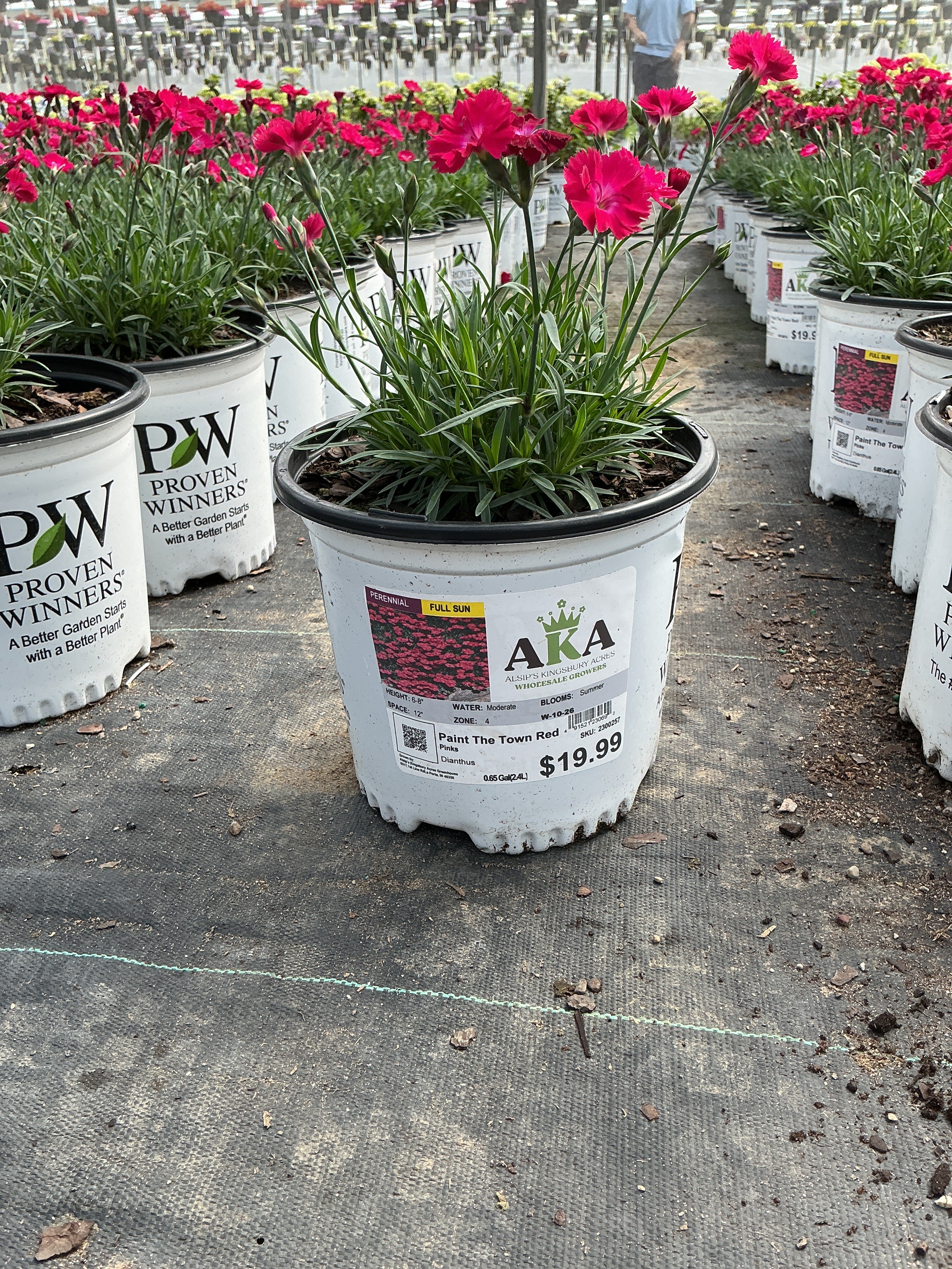 Dianthus Pinks Paint The Town Red - 6" Perennial