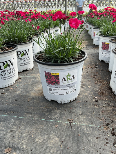Dianthus Pinks Paint The Town Red - 6" Perennial
