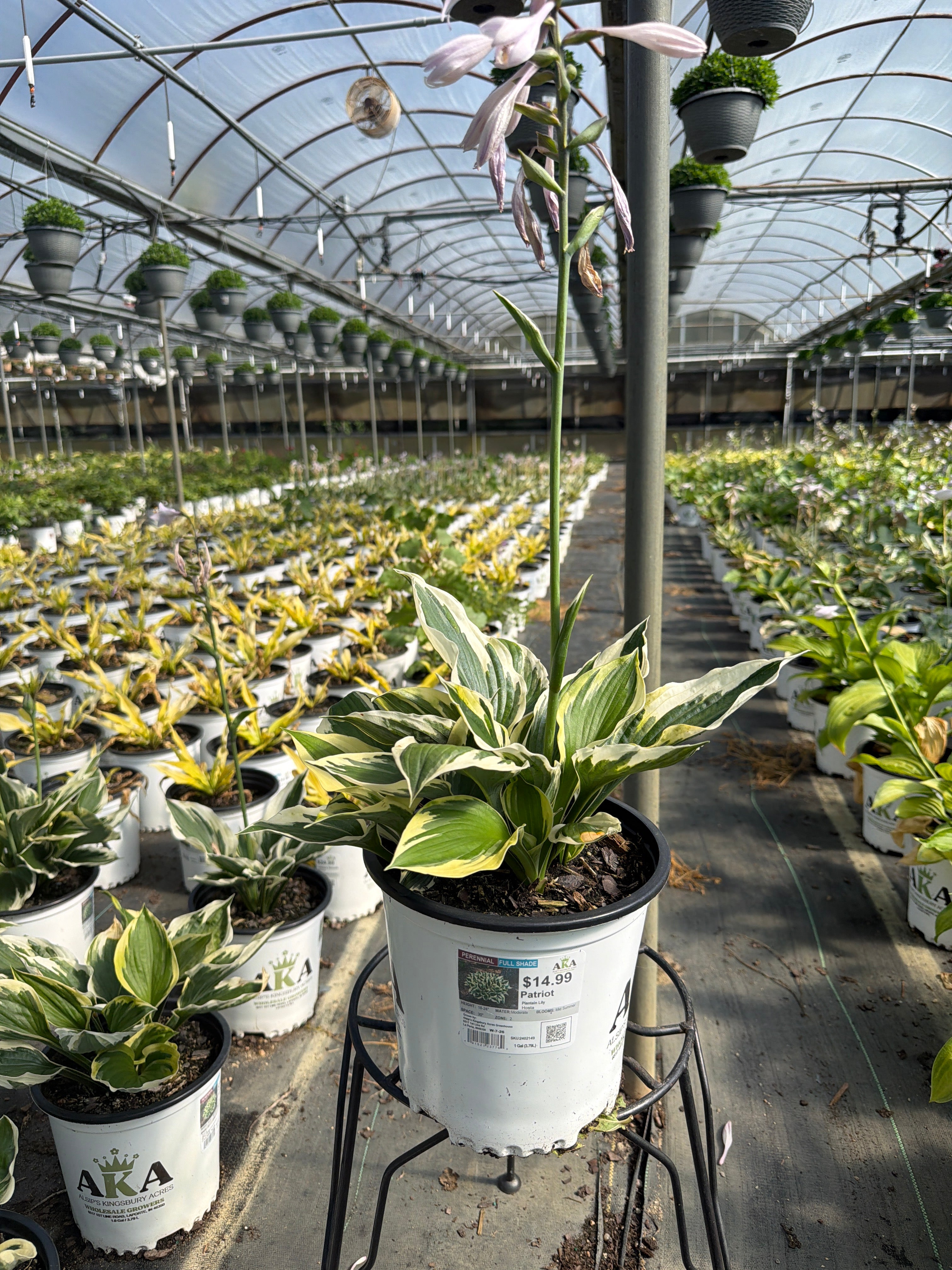 Hosta Plantain Lily Patriot